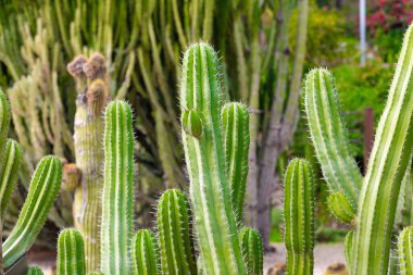 Botanik bahçesinde yetişen bir kaktüs bitkisinin yakınında canlı yeşil rengini, belirgin dikenlerini ve eşsiz dokusunu sergiliyor.