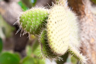 Close up of a cactus plant growing in a botanical garden, showcasing its vibrant green color, prominent spines, and unique texture clipart