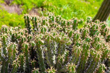 Close up of a cactus plant growing in a botanical garden, showcasing its vibrant green color, prominent spines, and unique texture clipart