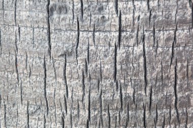 Karmaşık ayrıntıları ve doğal desenleri gösteren desenli ağaç kabuğunun yakın görüntüsü