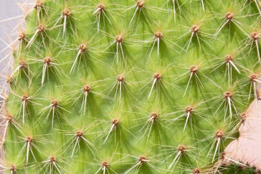 Çölde büyüyen kaktüs güneş ışığına uzanıyor.