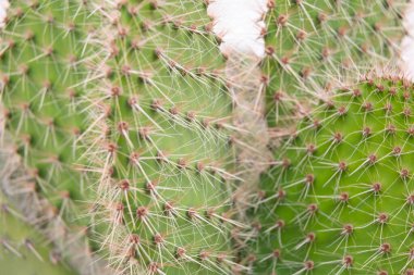 Çölde büyüyen kaktüs güneş ışığına uzanıyor.