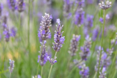 Lavanta çiçekleri sığ bir tarlada çiçek açıyor.