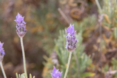 Lavanta çiçekleri sığ bir tarlada çiçek açıyor.