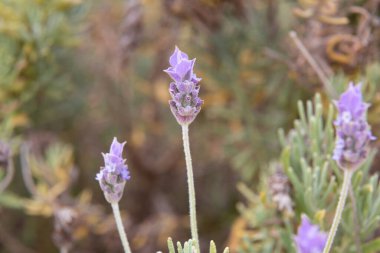 Lavanta çiçekleri sığ bir tarlada çiçek açıyor.