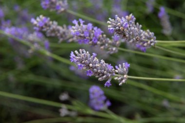 Lavanta çiçekleri sığ bir tarlada çiçek açıyor.