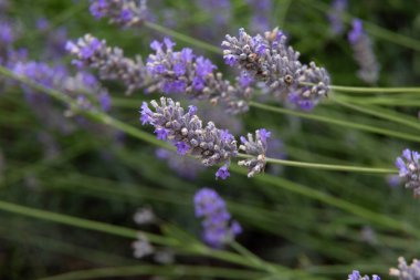 Lavanta çiçekleri sığ bir tarlada çiçek açıyor.