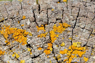 Sarı liken, bir ağaç gövdesinin eski çatlak yüzeyinde yetişiyor ve ilginç bir doğal arkaplan oluşturuyor.