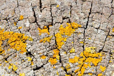Sarı liken, bir ağaç gövdesinin eski çatlak yüzeyinde yetişiyor ve ilginç bir doğal arkaplan oluşturuyor.