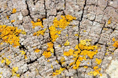Sarı liken, bir ağaç gövdesinin eski çatlak yüzeyinde yetişiyor ve ilginç bir doğal arkaplan oluşturuyor.