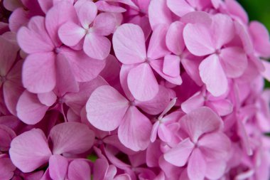 Lavanta çiçekleri sığ bir tarlada çiçek açıyor.