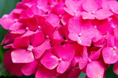 Pembe ortanca çiçekleri bahçede çiçek açıyor.