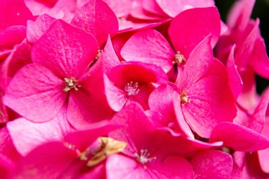 Pembe ortanca çiçekleri bahçede çiçek açıyor.