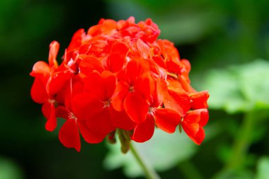 Pembe ortanca çiçekleri bahçede çiçek açıyor.