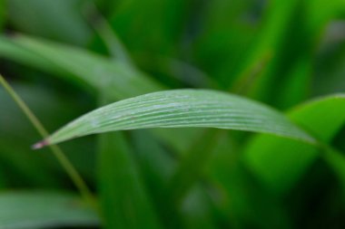 Su damlacıkları sağlıklı bir yaprağın canlı yeşil yüzeyine yapışıyor.