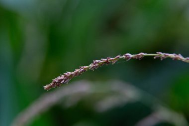 Su damlacıkları sağlıklı bir yaprağın canlı yeşil yüzeyine yapışıyor.