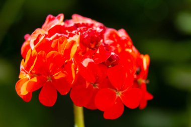 Pembe ortanca çiçekleri bahçede çiçek açıyor.