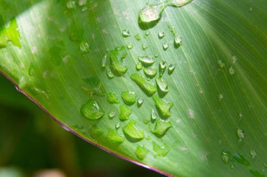 Su damlacıkları sağlıklı bir yaprağın canlı yeşil yüzeyine yapışıyor.