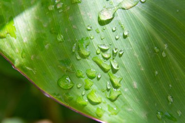 Su damlacıkları sağlıklı bir yaprağın canlı yeşil yüzeyine yapışıyor.