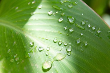 Su damlacıkları sağlıklı bir yaprağın canlı yeşil yüzeyine yapışıyor.