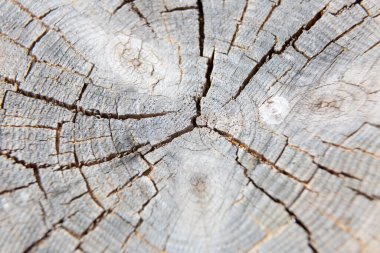 Sarı liken, bir ağaç gövdesinin eski çatlak yüzeyinde yetişiyor ve ilginç bir doğal arkaplan oluşturuyor.