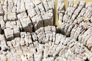 Sarı liken, bir ağaç gövdesinin eski çatlak yüzeyinde yetişiyor ve ilginç bir doğal arkaplan oluşturuyor.