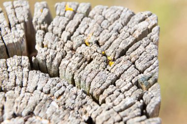 Sarı liken, bir ağaç gövdesinin eski çatlak yüzeyinde yetişiyor ve ilginç bir doğal arkaplan oluşturuyor.