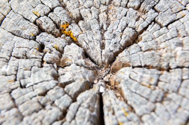 Sarı liken, bir ağaç gövdesinin eski çatlak yüzeyinde yetişiyor ve ilginç bir doğal arkaplan oluşturuyor.