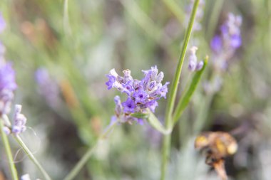 Lavanta çiçekleri sığ bir tarlada çiçek açıyor.