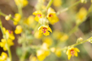 Lavanta çiçekleri sığ bir tarlada çiçek açıyor.