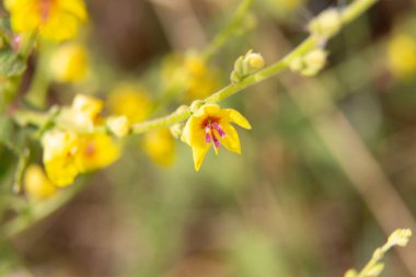 Lavanta çiçekleri sığ bir tarlada çiçek açıyor.