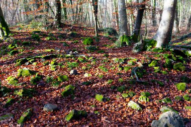 Yere düşen yapraklar sakin bir ormanda uzun ağaçlar ve güneş ışığı gölgeler oluşturur.