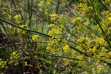 Doğada yetişen baldıran otu bitkisi. Küçük sarı çiçekler ve yeşil saplı.