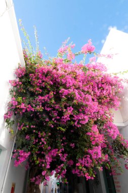 Canlı bougainvillea geleneksel bir Yunan adası köyündeki büyüleyici bir sokağa renk getiriyor.
