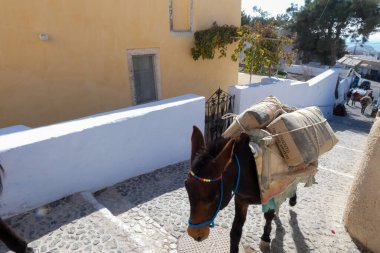 Eşekler, Yunanistan 'da popüler bir turizm merkezi olan Santorini' de kaldırımlı bir cadde boyunca mal taşıyorlar.