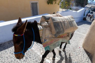 Eşekler, Yunanistan 'da popüler bir turizm merkezi olan Santorini' de kaldırımlı bir cadde boyunca mal taşıyorlar.