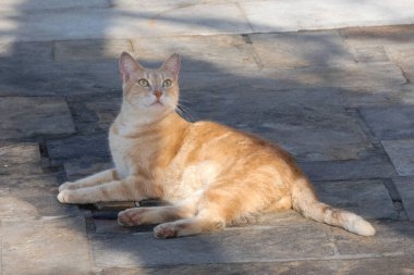 Yunan sokak kedisi Yunan kaldırımlı bir sokakta sessizce oturuyor