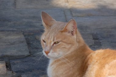 Yunan sokak kedisi Yunan kaldırımlı bir sokakta sessizce oturuyor