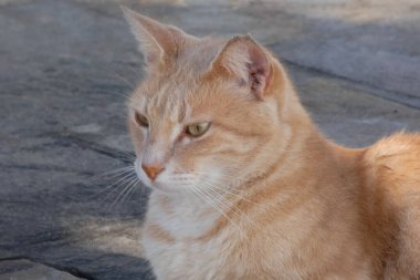 Yunan sokak kedisi Yunan kaldırımlı bir sokakta sessizce oturuyor