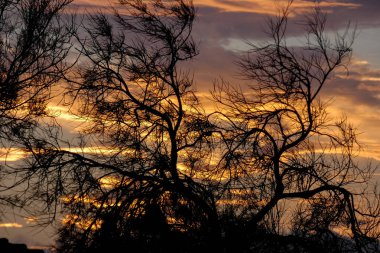 Çarpıcı çıplak ağaçların silueti dramatik bir turuncu ve mor gün batımı gökyüzüne karşı