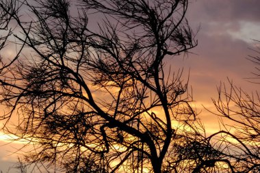 Çarpıcı çıplak ağaçların silueti dramatik bir turuncu ve mor gün batımı gökyüzüne karşı