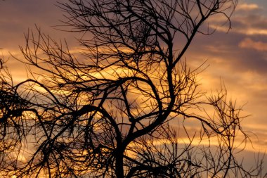Çarpıcı çıplak ağaçların silueti dramatik bir turuncu ve mor gün batımı gökyüzüne karşı