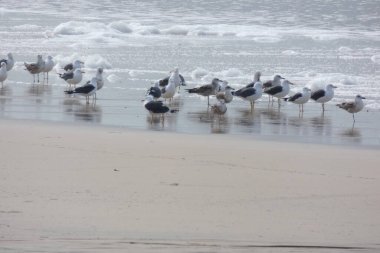 Martılar sahilde duruyor, okyanus esintisinin tadını çıkarıyorlar ve dalgalar kıyıya vuruyor.