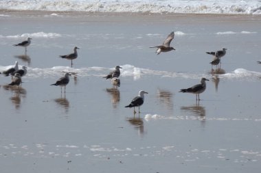 Martılar sahilde duruyor, okyanus esintisinin tadını çıkarıyorlar ve dalgalar kıyıya vuruyor.