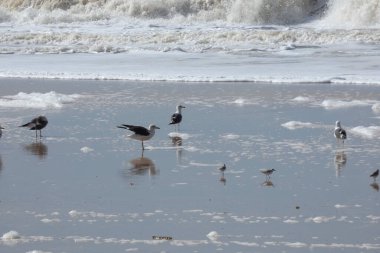 Martılar sahilde duruyor, okyanus esintisinin tadını çıkarıyorlar ve dalgalar kıyıya vuruyor.
