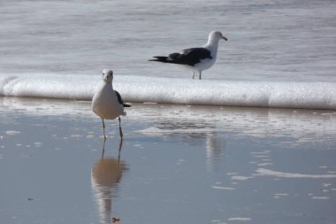 Martılar sahilde duruyor, okyanus esintisinin tadını çıkarıyorlar ve dalgalar kıyıya vuruyor.
