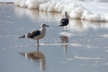 Martılar sahilde duruyor, okyanus esintisinin tadını çıkarıyorlar ve dalgalar kıyıya vuruyor.