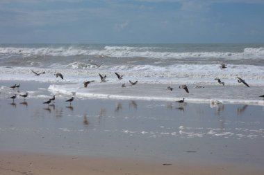 Martılar sahilde duruyor, okyanus esintisinin tadını çıkarıyorlar ve dalgalar kıyıya vuruyor.