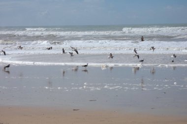 Martılar sahilde duruyor, okyanus esintisinin tadını çıkarıyorlar ve dalgalar kıyıya vuruyor.