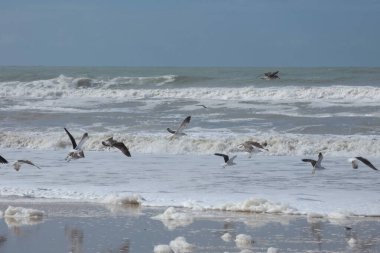 Martılar sahilde duruyor, okyanus esintisinin tadını çıkarıyorlar ve dalgalar kıyıya vuruyor.